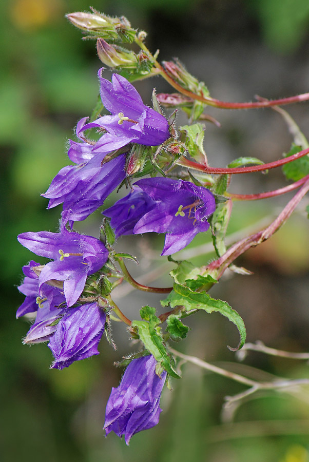 Campanula trachelium / Campanula selvatica